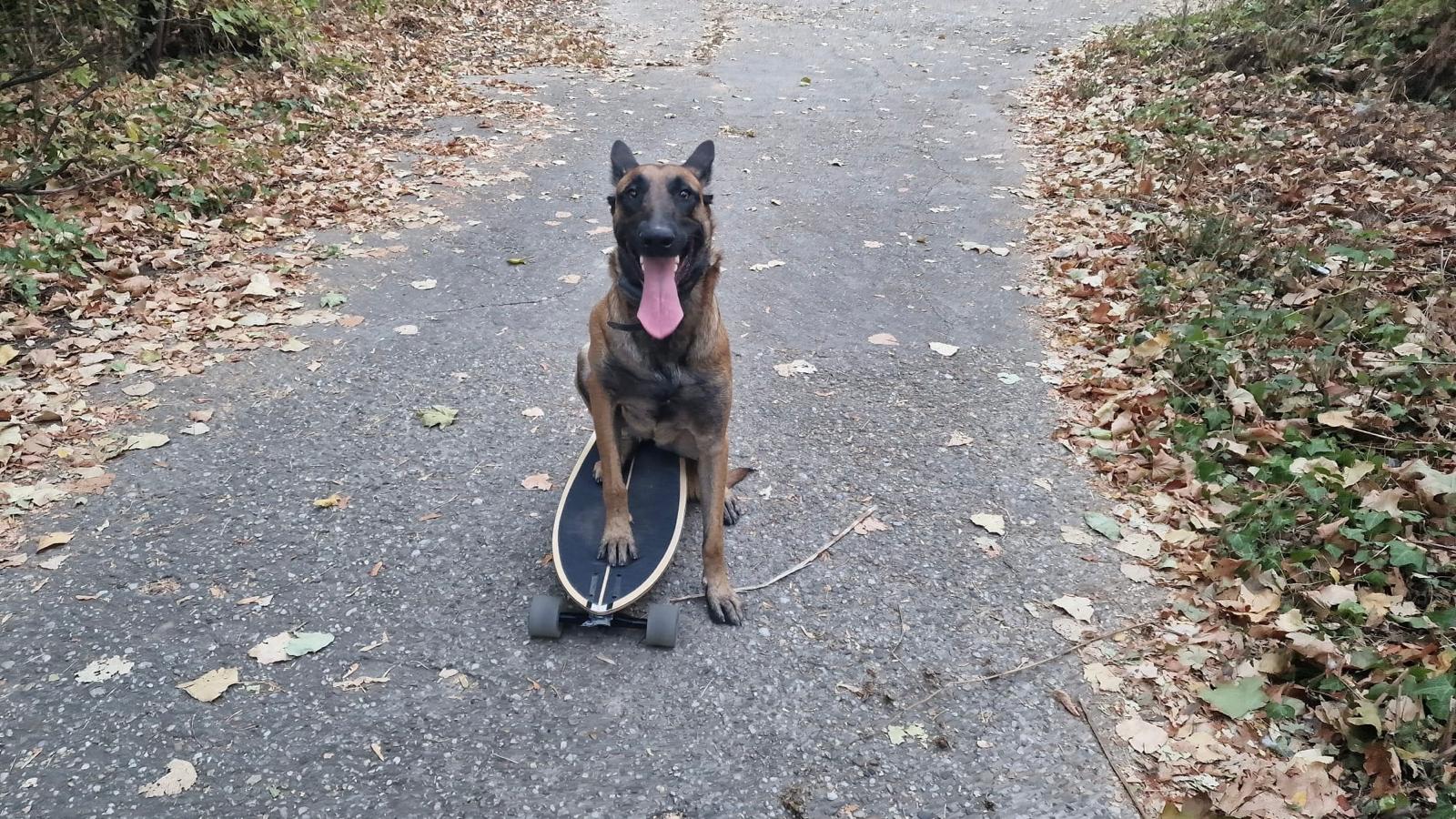 Dresaj Canin București