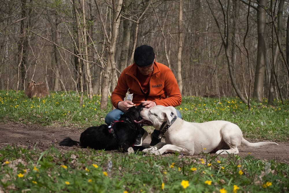 Dresaj Canin București